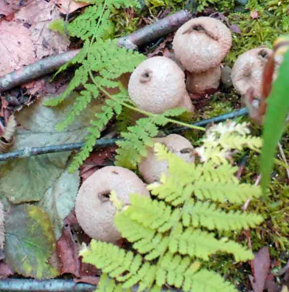 Dimble Mushrooms