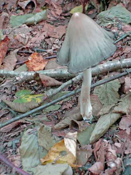 Grey Mushroom