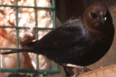 Cowbird  (Brown Head)