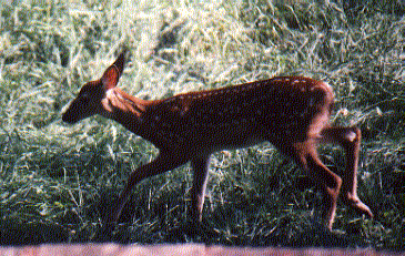 deer1.jpg (118795 bytes)