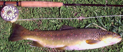 TROUT  19 INCHES   3 POUNDS